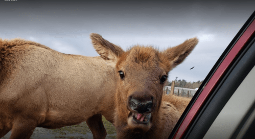 A close-up of a curious young elk peering into a car, with another elk in the background.