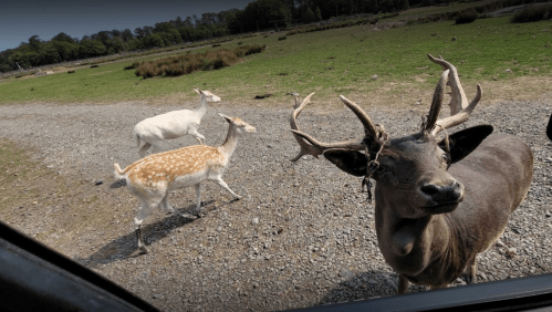 A close-up of a male deer with antlers, alongside two female deer in a grassy field.