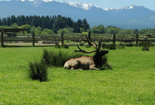 A resting elk with large antlers lies on green grass, with mountains and trees in the background.