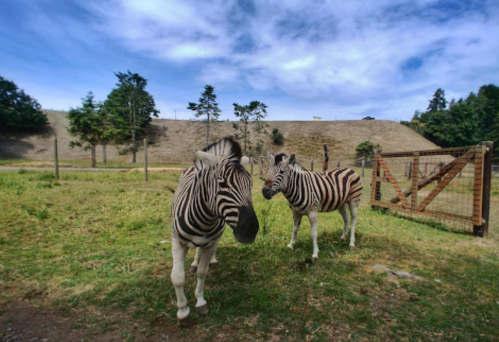 Two zebras stand in a grassy area, with trees and a stone wall in the background under a blue sky.