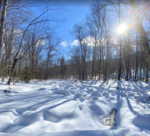 A snowy landscape with trees under a bright blue sky, sunlight shining through branches, creating soft shadows on the ground.
