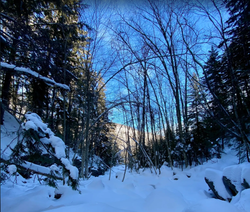 A snowy landscape with bare trees and a clear blue sky, showcasing a serene winter scene in a forested area.
