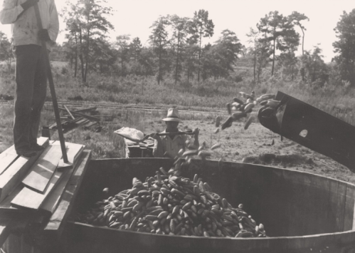 A man stands on a platform above a large barrel, while another man tosses cucumbers into it on a farm.