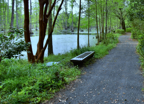 A serene path beside a pond, surrounded by lush greenery and trees, with a wooden bench inviting rest.