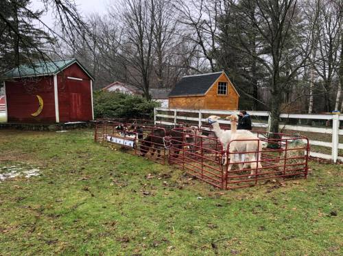 A fenced area with a llama and other animals, surrounded by trees and two small buildings in a rural setting.
