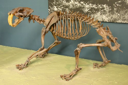 A mounted skeleton of a prehistoric animal, resembling a large cat, displayed on a green surface against a dark background.