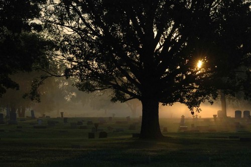 A silhouette of a large tree against a misty cemetery at sunrise, with gravestones partially obscured by fog.