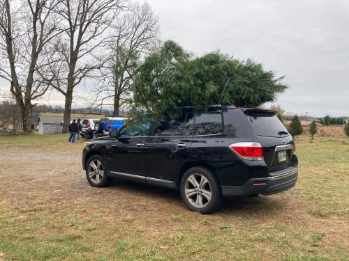 A black SUV parked with a large Christmas tree secured on its roof, set in a grassy area with trees in the background.