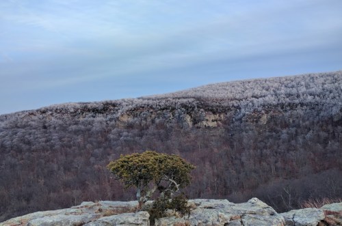 A lone tree stands on a rocky outcrop, overlooking a frosted mountain landscape under a cloudy sky.