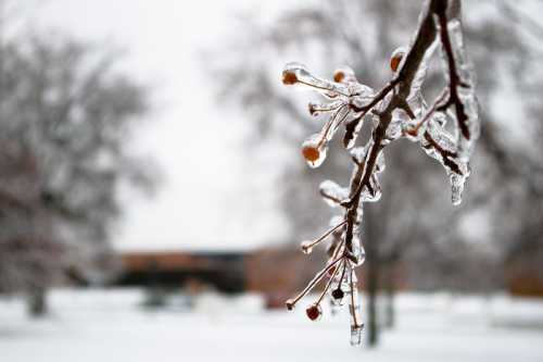 A close-up of a frozen branch with ice-covered berries, set against a snowy landscape and blurred background.