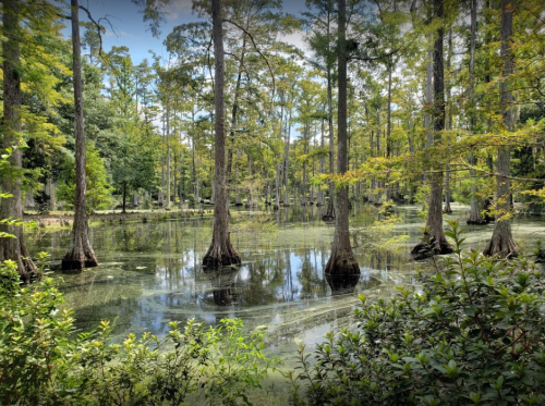 A serene swamp scene with tall trees reflecting in the water, surrounded by lush greenery and a calm atmosphere.