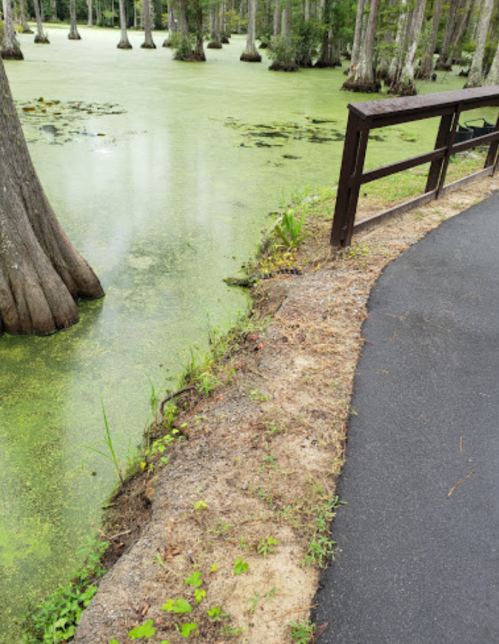 A serene waterway with green algae, bordered by trees and a walking path.