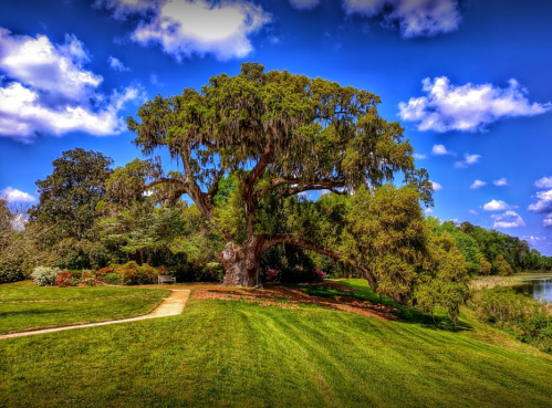 A large, moss-covered tree stands on a grassy hill beside a calm waterway, under a bright blue sky with fluffy clouds.