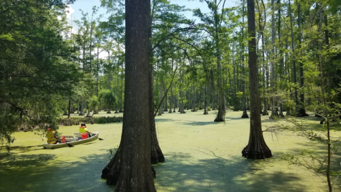 A serene swamp scene with tall trees and a canoe gliding through green algae-covered water.