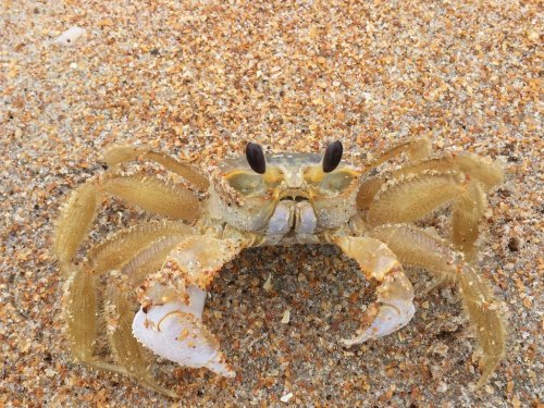 A close-up of a sandy beach with a light-colored crab facing the camera, its claws raised and eyes prominent.