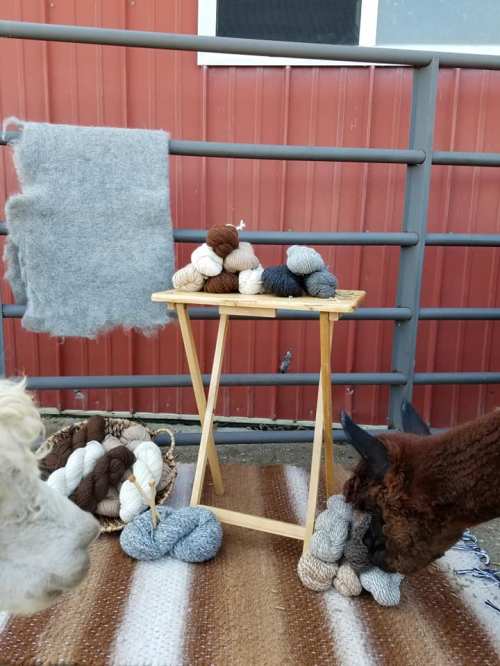 A wooden stand displays various yarn skeins, with a gray blanket hanging nearby and an alpaca curiously inspecting the yarn.