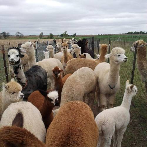 A group of various alpacas and llamas gathered in a grassy field, surrounded by a fence under a cloudy sky.