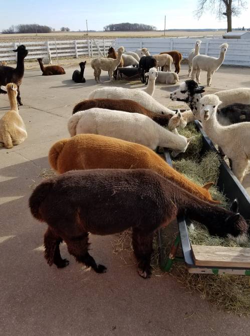 A group of alpacas and llamas feeding on hay in a farmyard with a white fence and open fields in the background.