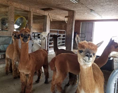 A group of alpacas with varying colors and hairstyles stands inside a barn, looking curiously at the camera.