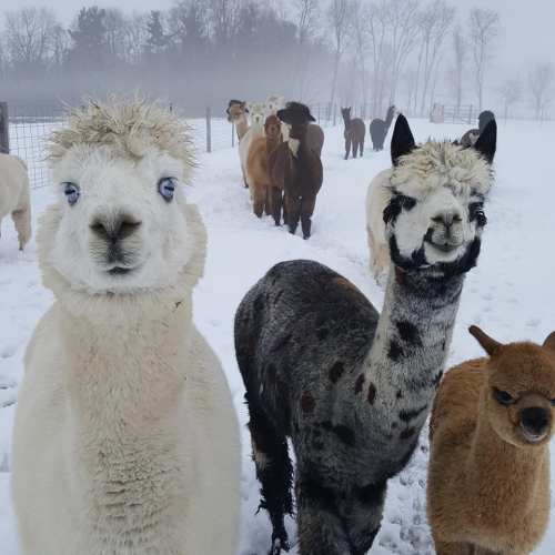 A group of alpacas in a snowy landscape, with some looking directly at the camera and others in the background.