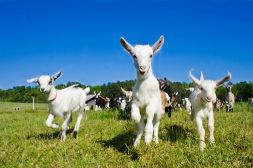 Three playful goats run across a green field under a clear blue sky, with more goats in the background.