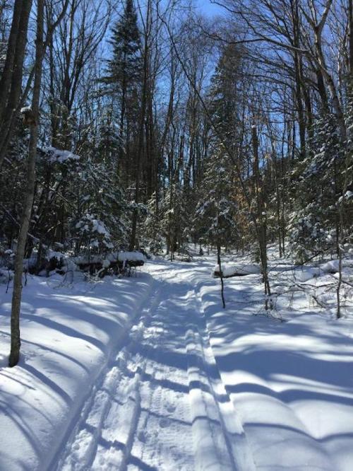 A snowy forest path lined with trees under a clear blue sky, creating a serene winter landscape.