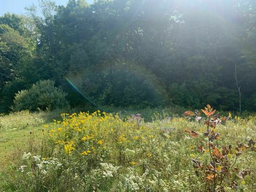 A sunny meadow filled with wildflowers and greenery, surrounded by trees in the background.