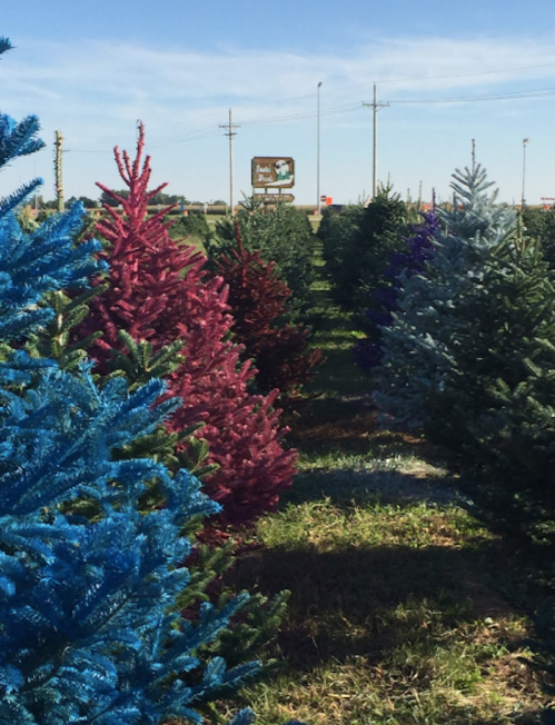 A row of colorful Christmas trees in various shades, with a sign visible in the background under a clear blue sky.