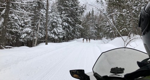 A snowy forest path with a snowmobile in the foreground and deer walking in the distance among the trees.