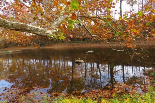 A serene pond surrounded by autumn foliage, with colorful leaves reflecting on the water's surface.