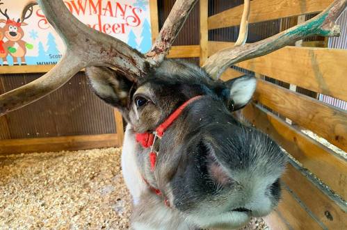 Close-up of a reindeer with antlers, wearing a red harness, in a wooden enclosure with festive decorations in the background.
