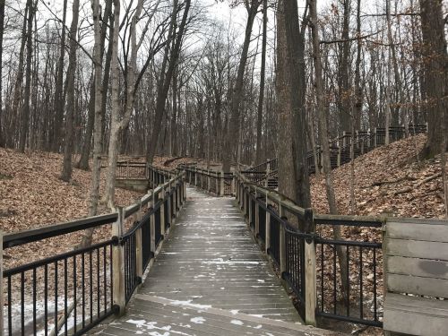 A wooden walkway winds through a leaf-covered forest, surrounded by bare trees in a winter setting.