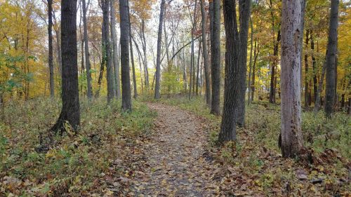 A winding path through a forest with tall trees and colorful autumn leaves scattered on the ground.
