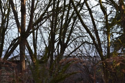 A dense forest scene with bare trees and ferns, creating a natural, tranquil atmosphere.