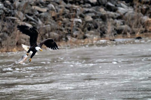 A bald eagle soaring above a river, clutching a fish in its talons. Rocky shoreline in the background.