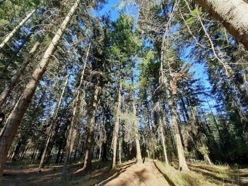A sunlit forest path surrounded by tall trees under a clear blue sky.