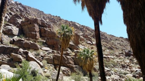 A rocky hillside with palm trees in the foreground under a clear blue sky.