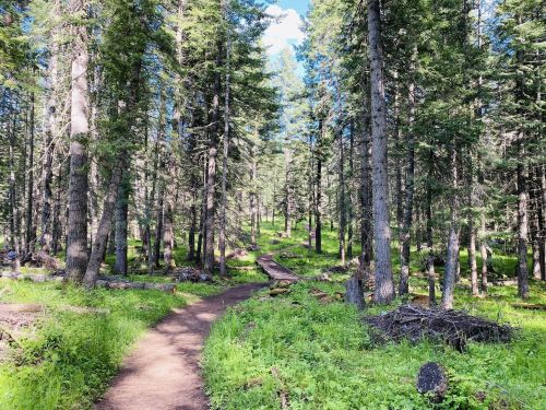 A serene forest path winding through tall trees and lush greenery under a clear blue sky.