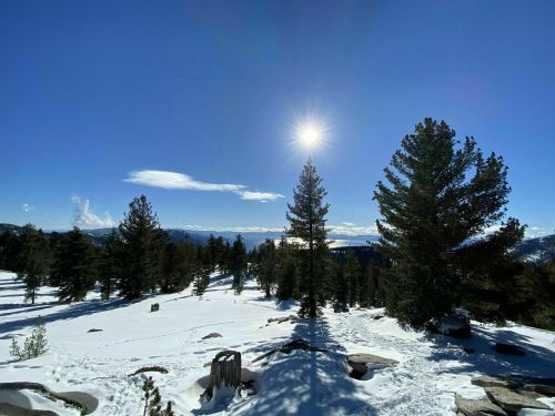 A snowy landscape with tall pine trees under a clear blue sky and bright sun, overlooking distant mountains.