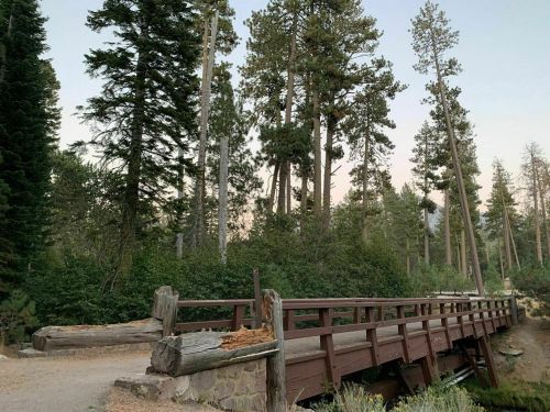 A wooden bridge crosses a small stream, surrounded by tall pine trees and lush greenery in a serene forest setting.