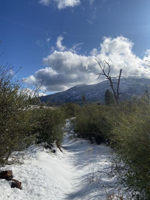 A snowy path winds through green shrubs, leading to a mountain under a blue sky with fluffy clouds.