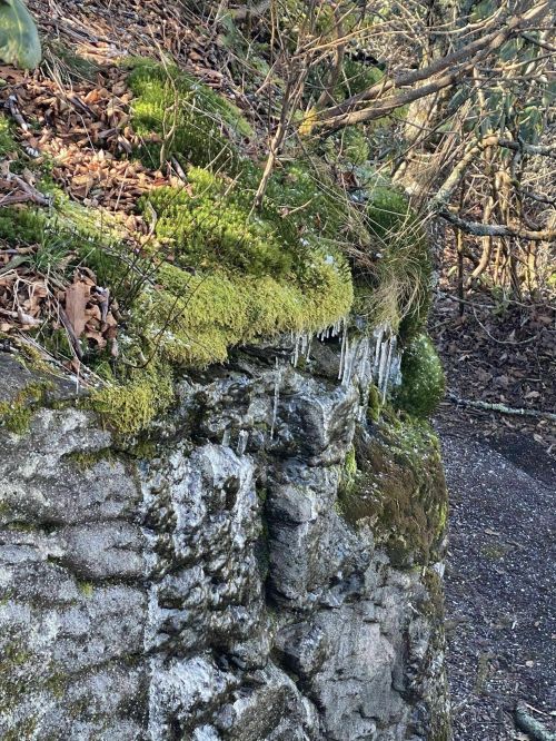 A moss-covered rock face with small icicles hanging from the edge, surrounded by dry leaves and trees.