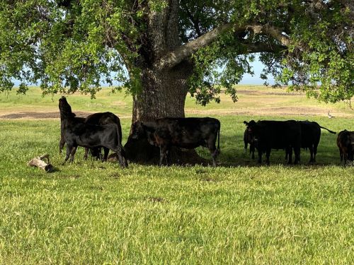 A group of black cows grazing under a large tree in a grassy field.