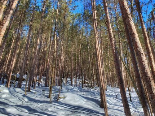 A snowy forest with tall pine trees under a clear blue sky. Sunlight filters through the branches.