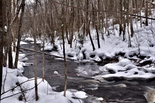 A serene winter scene featuring a flowing stream surrounded by snow-covered trees and a blanket of snow on the ground.