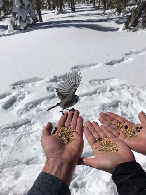 A bird takes flight from a person's hands, which are filled with birdseed, against a snowy landscape.