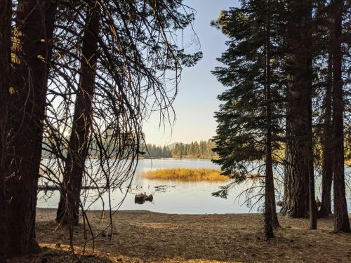 A serene lake view framed by tall trees, with gentle ripples on the water and a small island in the distance.
