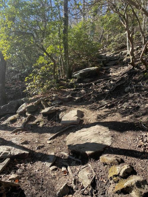 A rocky hiking trail surrounded by trees and greenery, leading uphill in a forested area.