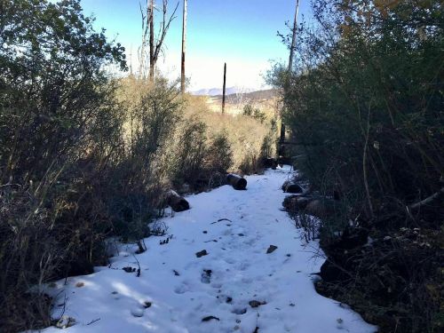 A snowy path winding through a forest with sparse trees and shrubs under a clear blue sky.