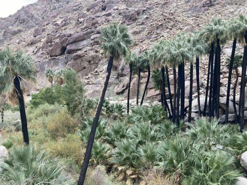 A desert landscape featuring tall palm trees amidst rocky terrain and lush green vegetation.